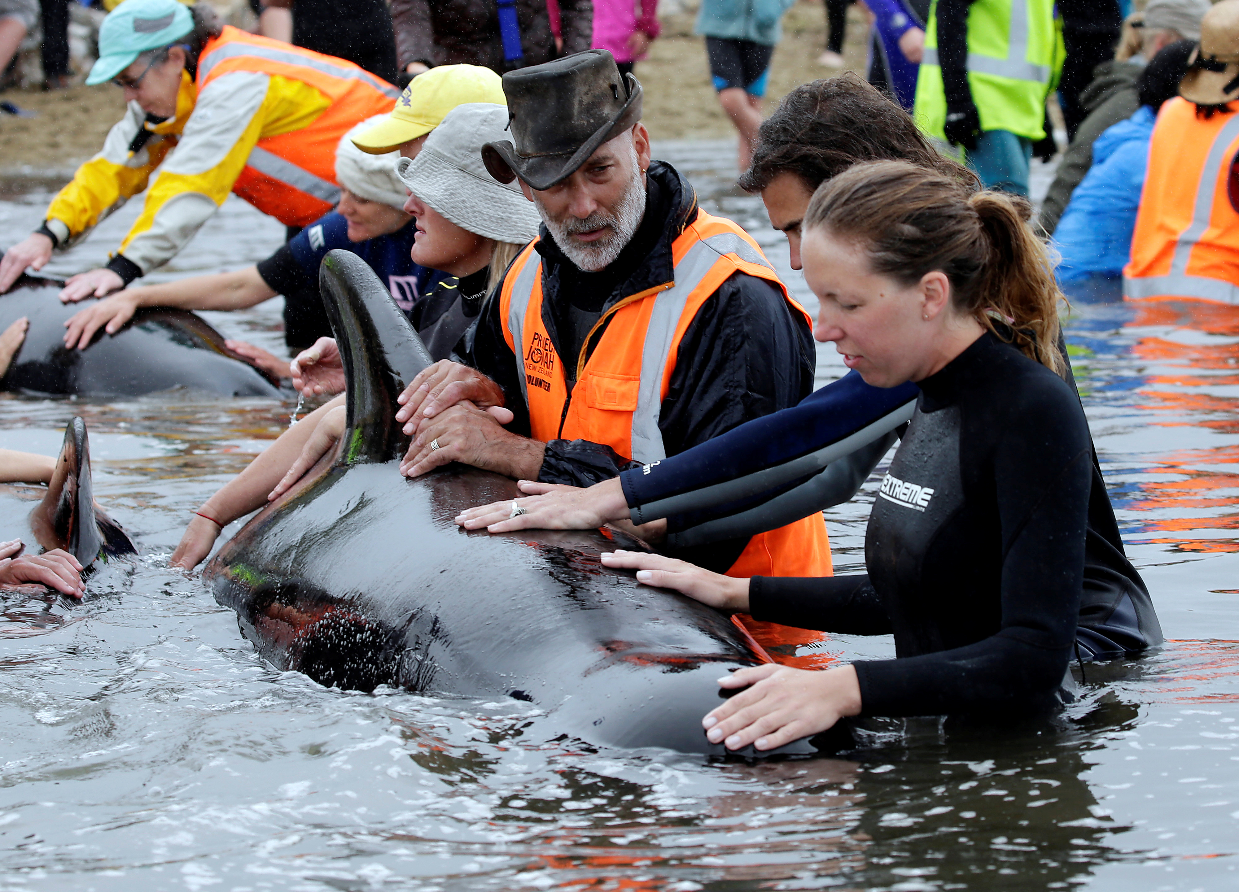 Naujosios Zelandijos delfinų krizė jau pasibaigė | KaunoDiena.lt - Kauno diena