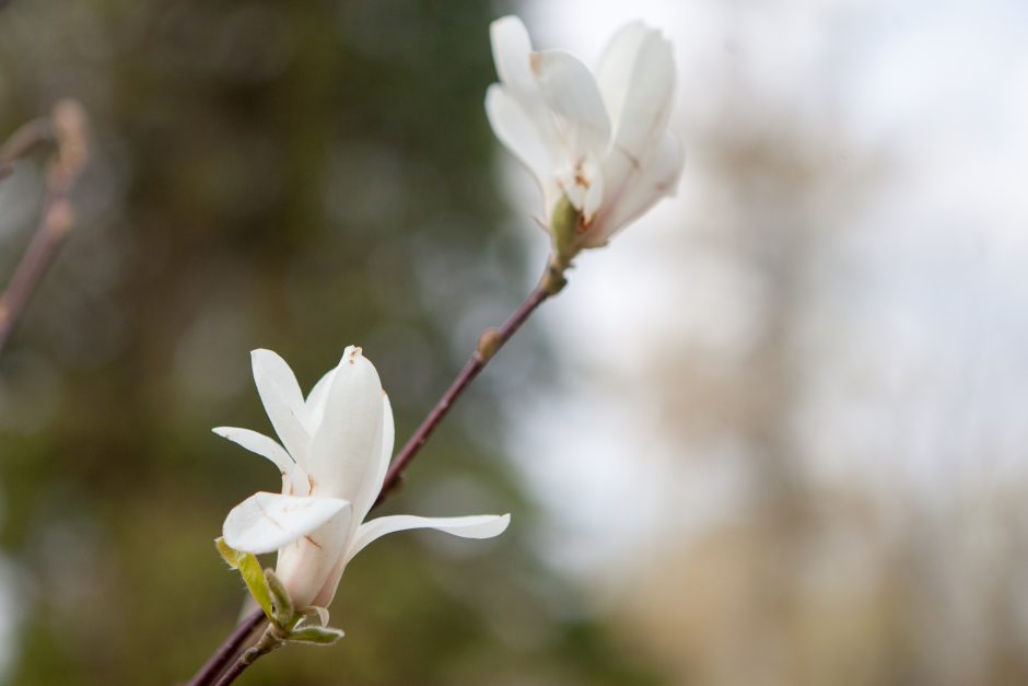 Mugėje vilioja ir magnolijos