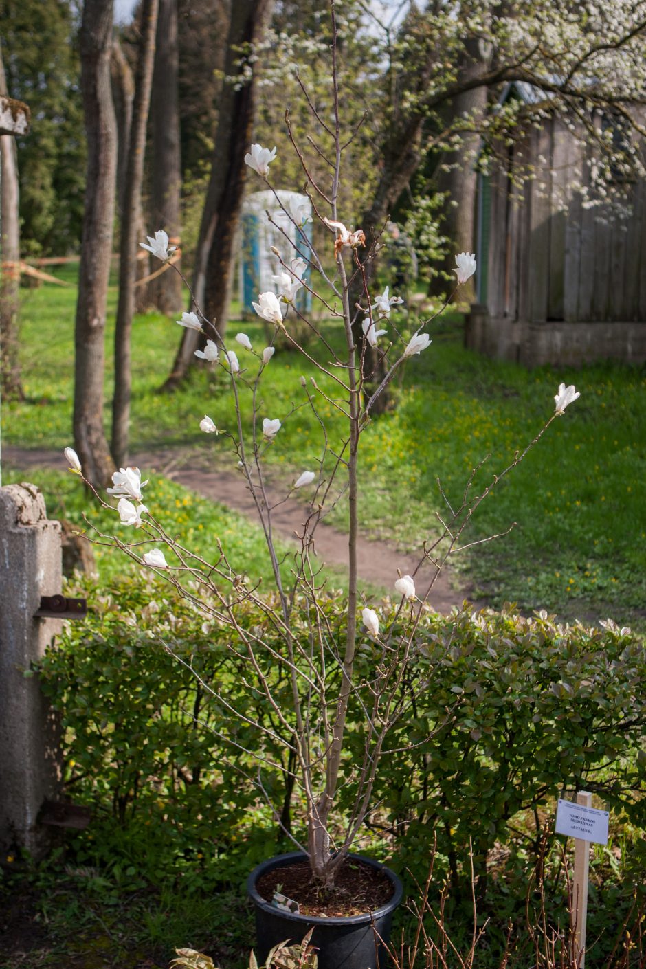 Mugėje vilioja ir magnolijos