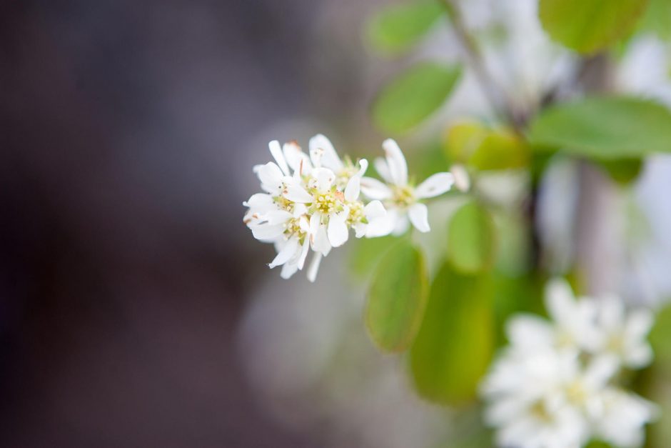 Mugėje vilioja ir magnolijos