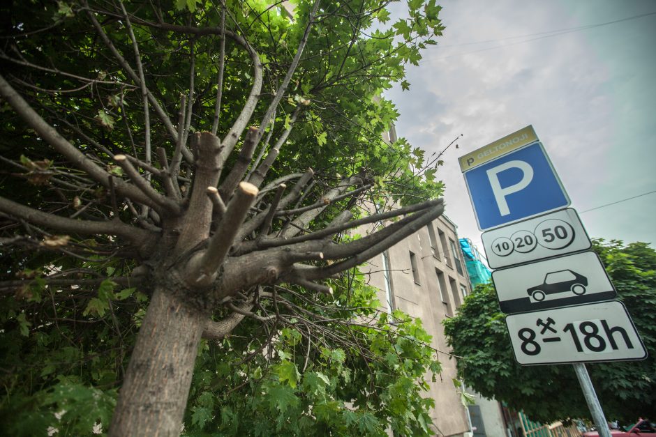 Miesto centre – medžiai tarsi po karo