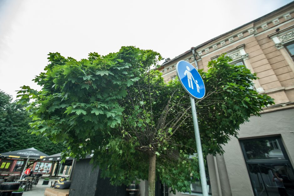 Miesto centre – medžiai tarsi po karo