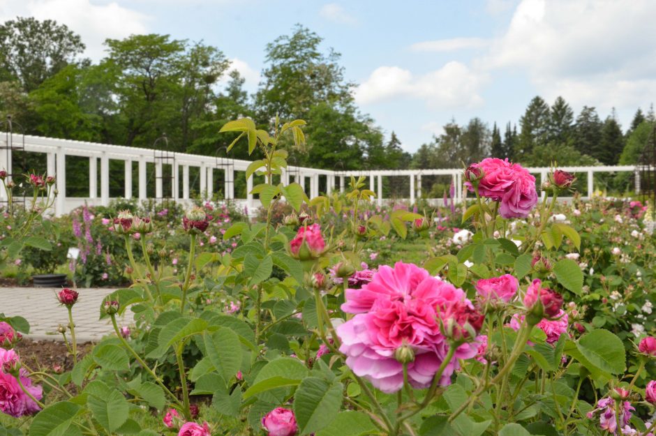 Botanikos sode pražydo istorinės rožės