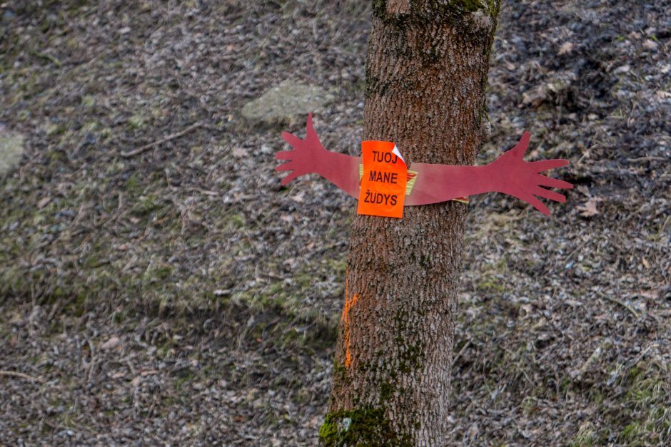 Protestuotojai nori gelbėti Kauko laiptų medžius