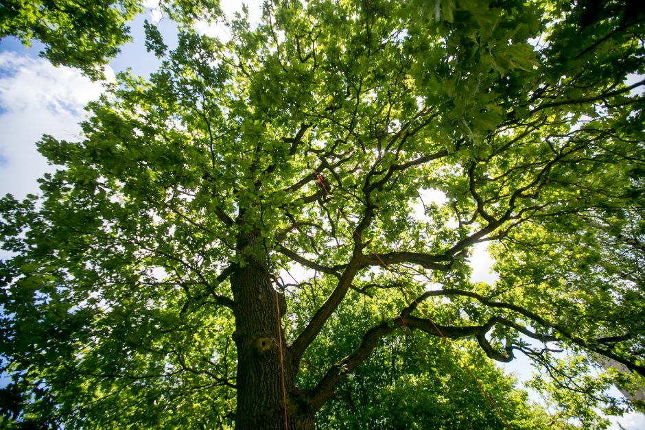 Ąžuolyno parkas kauniečiams atskleidė gamtos paslaptis