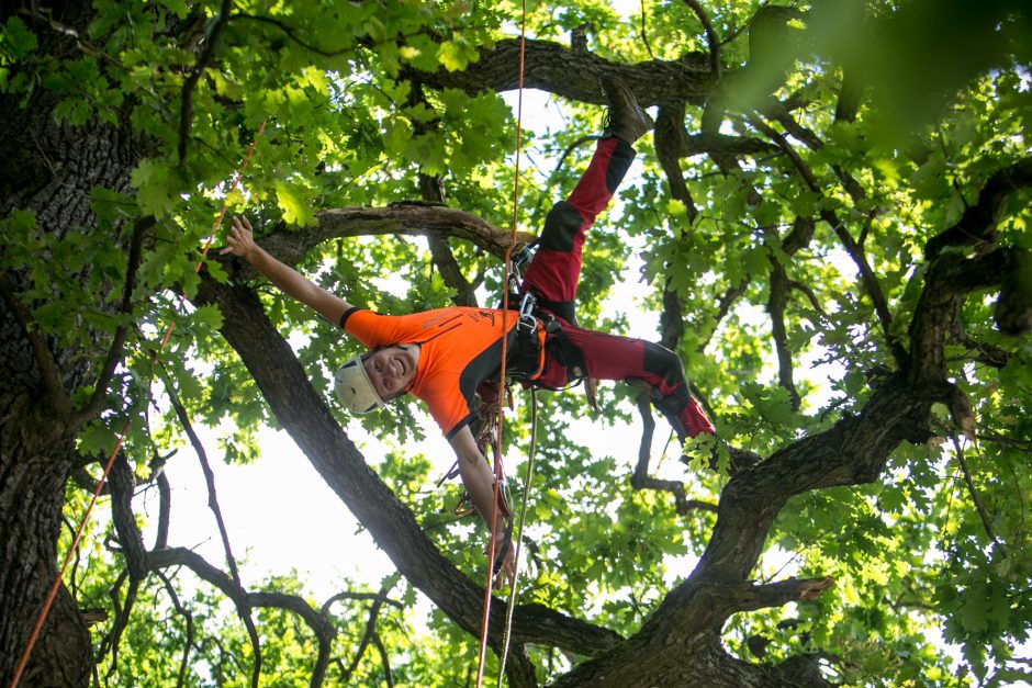 Ąžuolyno parkas kauniečiams atskleidė gamtos paslaptis