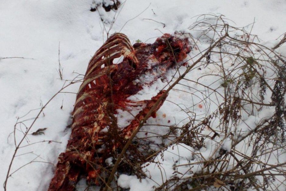 Kas Kauno rajone nušovė elnius?
