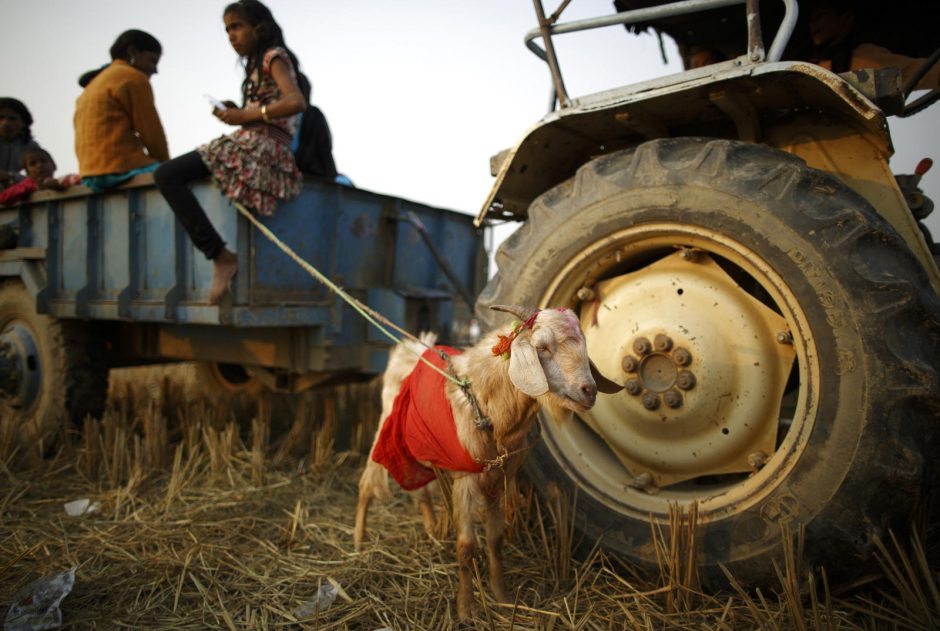 Nepale protestų nepaiso – per hinduistų šventę ir toliau masiškai aukojami gyvūnai