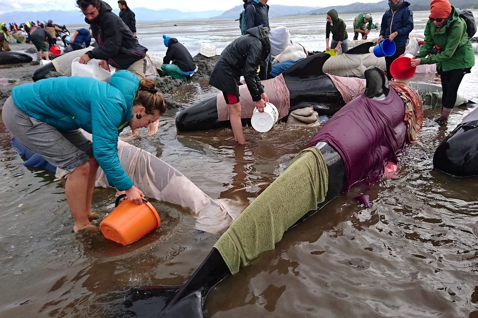 Naujojoje Zelandijoje – masinė banginių žūtis