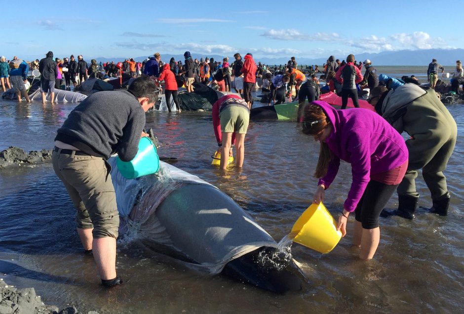 Naujojoje Zelandijoje – masinė banginių žūtis