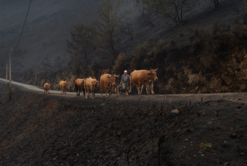 Portugalijoje per miškų gaisrus žuvusių žmonių skaičius padidėjo iki 43