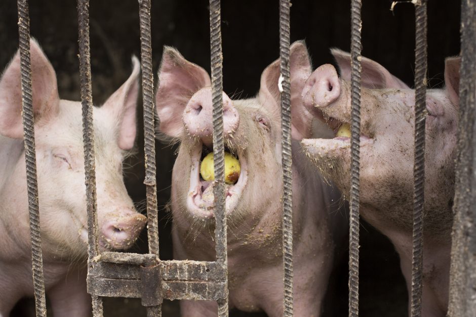 Kova su afrikiniu maru: Lietuvoje kiaulės išnyks iš tvartų?