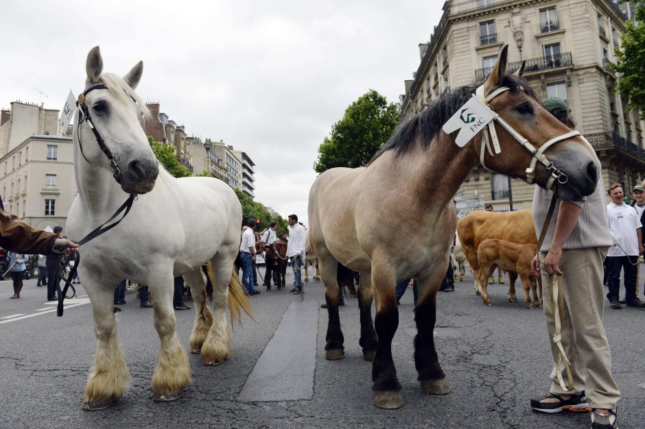 Prancūzijos parlamentas: gyvuliai turi jausmus – tai ne baldai