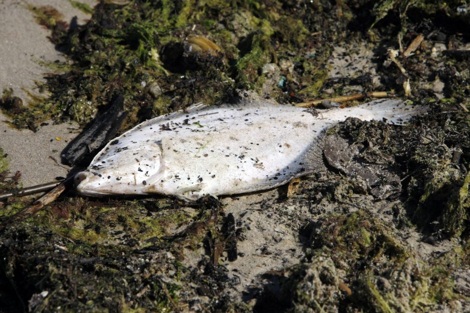Klaipėdiečiai stebisi: pajūryje – dešimtys negyvų žuvų