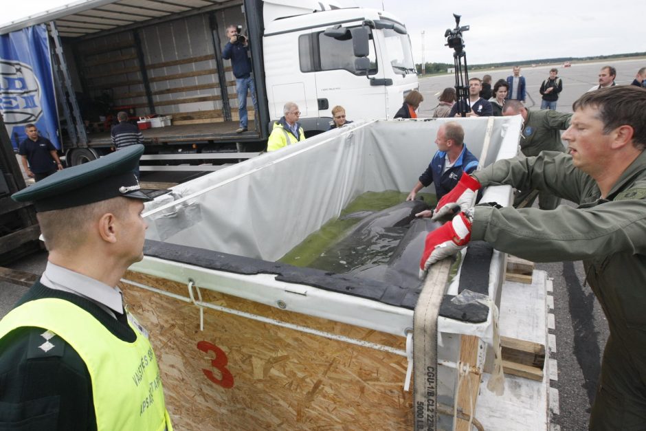 Lietuvos kariškiai iš Graikijos į Klaipėdą saugiai parskraidino keturis delfinus