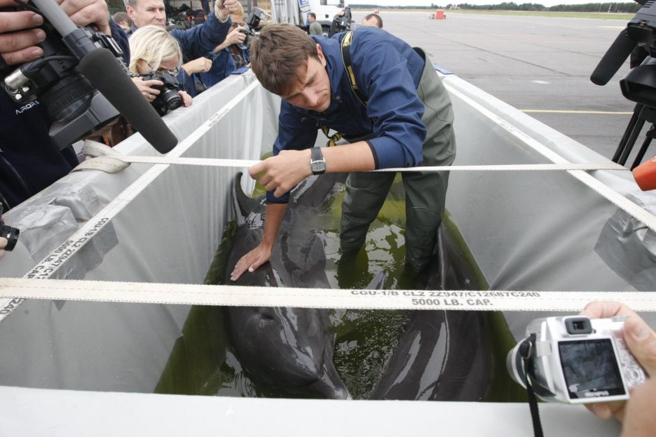Lietuvos kariškiai iš Graikijos į Klaipėdą saugiai parskraidino keturis delfinus