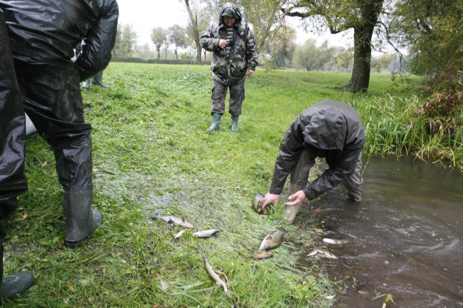 Laukžemių ežero žuvis perkėlė į Trinyčių tvenkinį