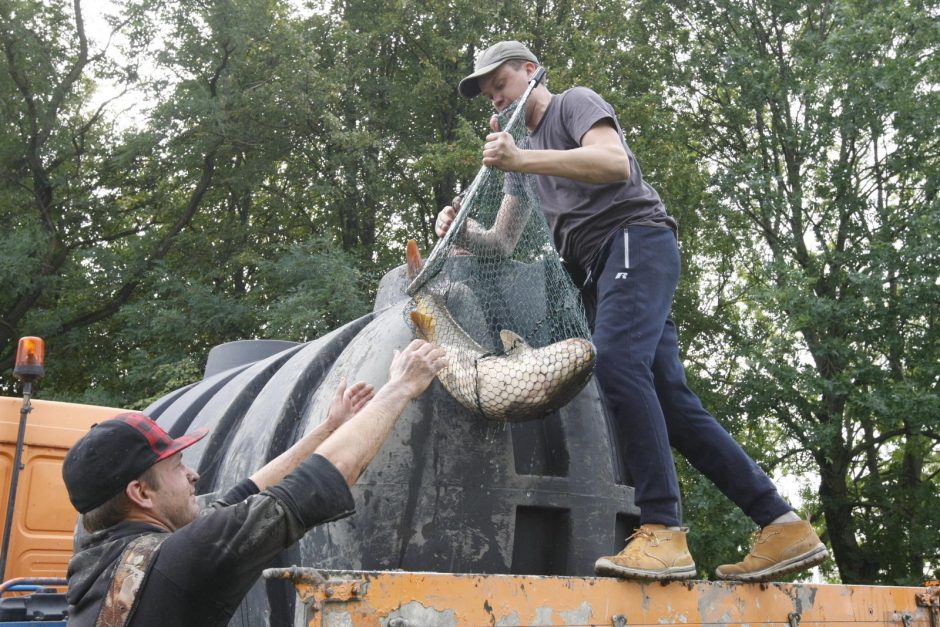 Trinyčiuose apgyvendintas žmogaus dydžio šamas