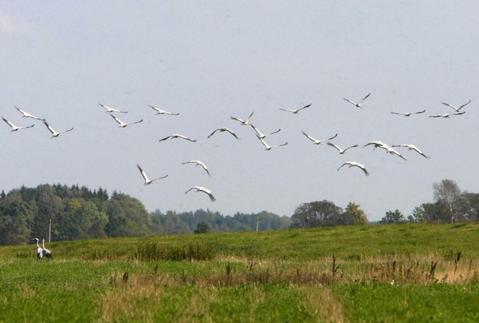 Gervės pakėlė sparnus migracijai