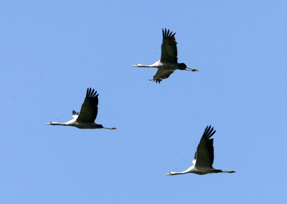 Gervės pakėlė sparnus migracijai