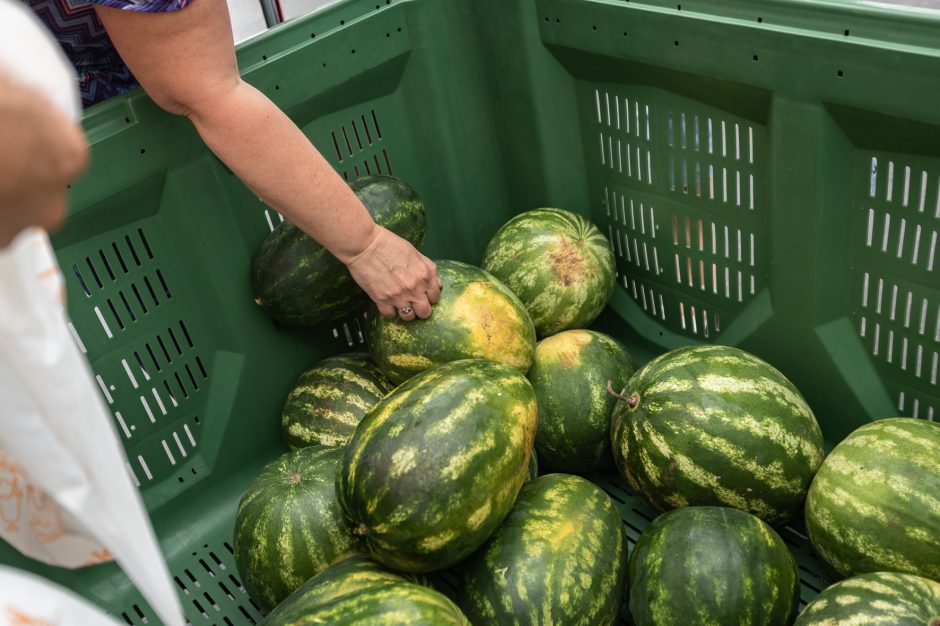 Kauniečiai neatsispyrė nemokamiems arbūzams