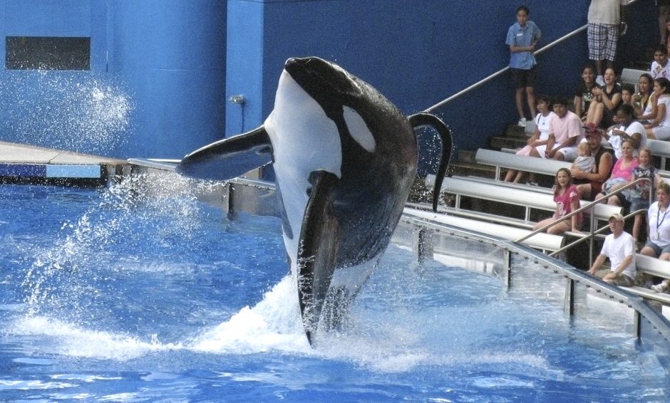 Floridoje nugaišo orka, kuri anksčiau yra nužudžiusi savo trenerę