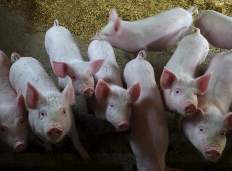 Kinijos ūkyje dėl afrikinio kiaulių maro protrūkio sunaikinta 70 tūkst. kiaulių