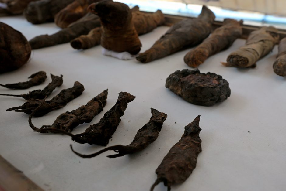 Egipto kapavietėje tarp kitų įdomybių rasta mumifikuotų pelių