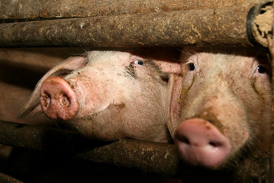Maras plinta: ūkininkai nespėja išskersti kiaulių