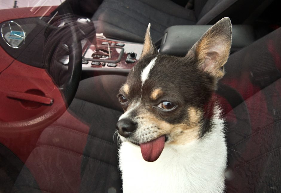 Laisvas šuo automobilyje gali tapti mirtinu pavojumi