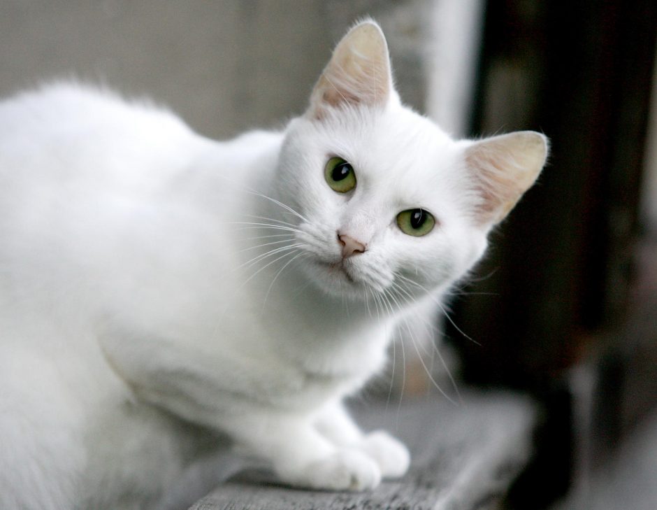 Nuo pasiutligės mirė britas, kuriam Maroke įkando katė