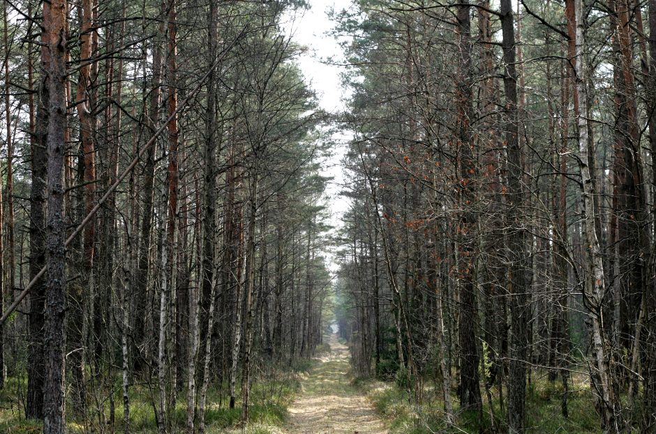 Alytaus rajone medis mirtinai sužalojo darbininką