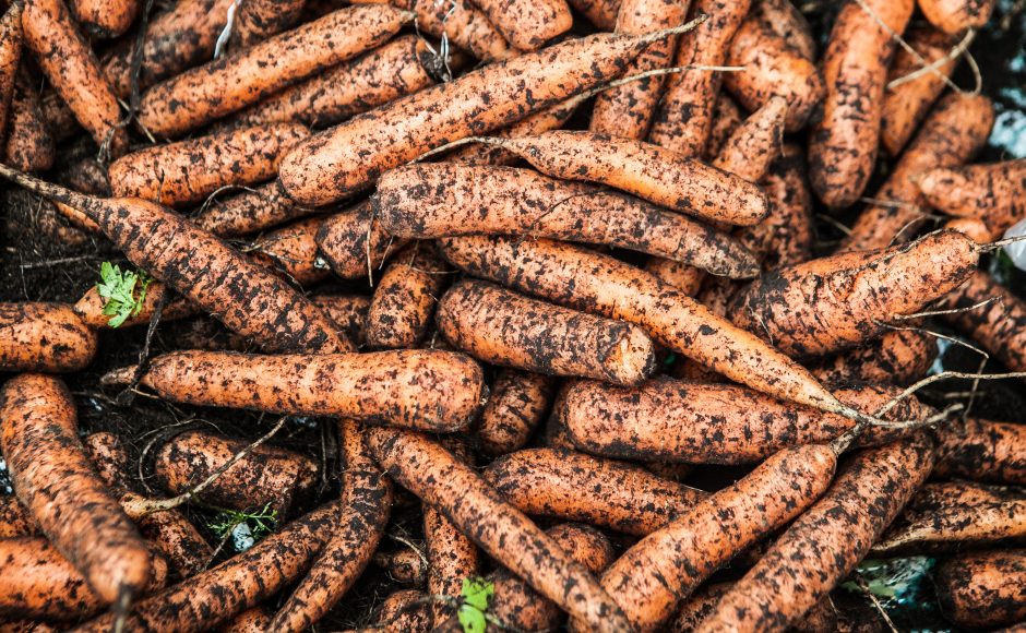 Lietuviškų morkų ir svogūnų derlius pasiekė parduotuvių lentynas