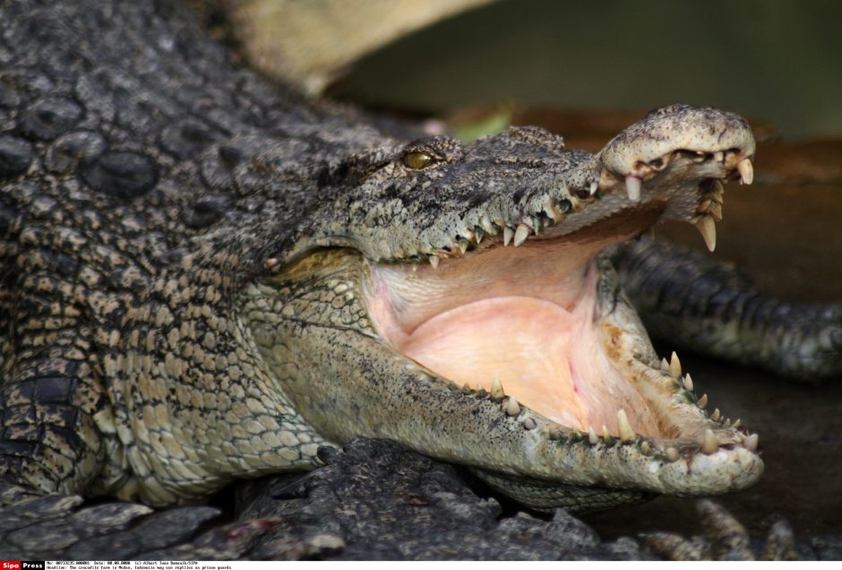 Londono oro uoste konfiskuota 50 gyvų krokodilų