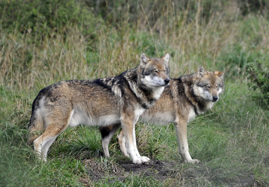 Kol vilkai pjauna gyvulius, verda ginčas dėl jų medžioklės
