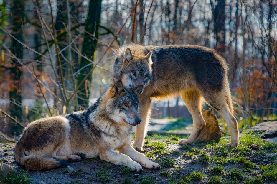 Kol kas nėra žinoma, kiek vilkų iš tiesų gyvena Lietuvoje