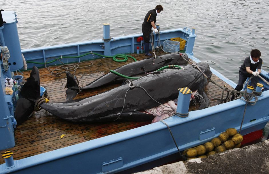 Japonų banginių medžioklės laivai išplaukė į Antarktį