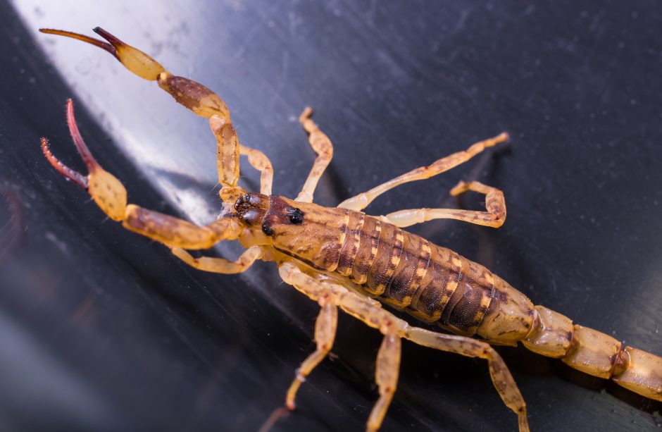 Surūkius skorpioną smegenis žalojanti ekstazė tęsiasi 10 valandų