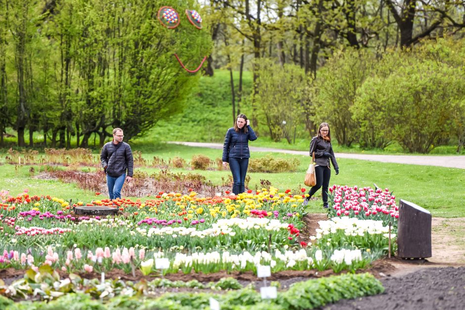 Botanikos sode – tulpių žydėjimo metas