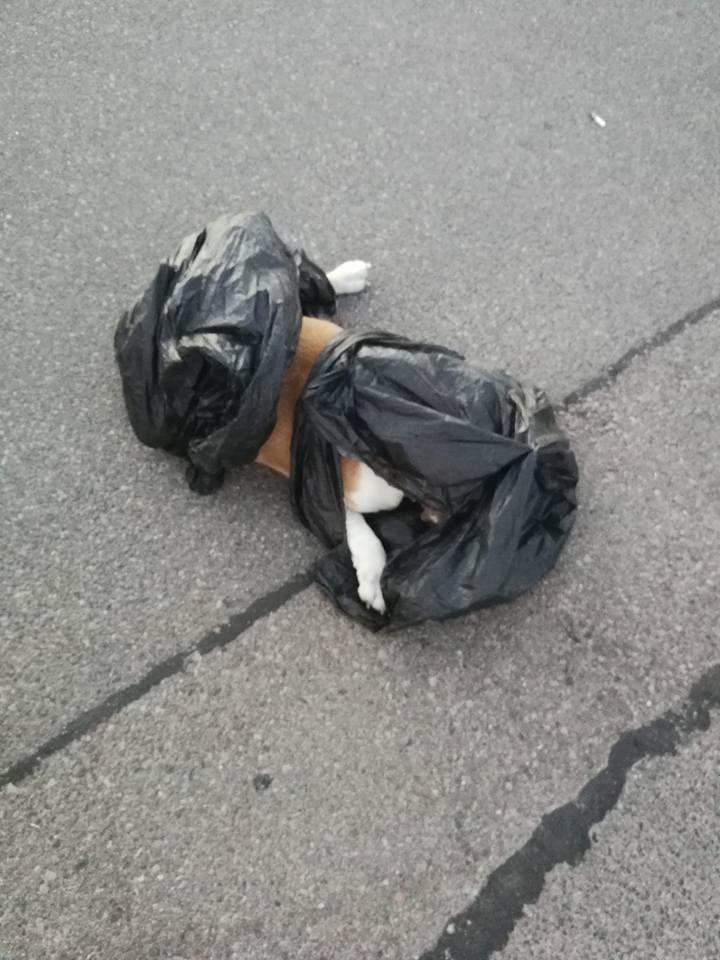 Trūksta žodžių: prie prekybos centro išmetė negyvą šunį (ieškomi liudininkai)