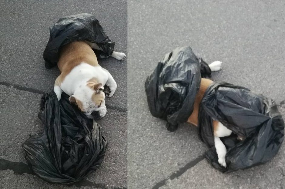 Trūksta žodžių: prie prekybos centro išmetė negyvą šunį (ieškomi liudininkai)