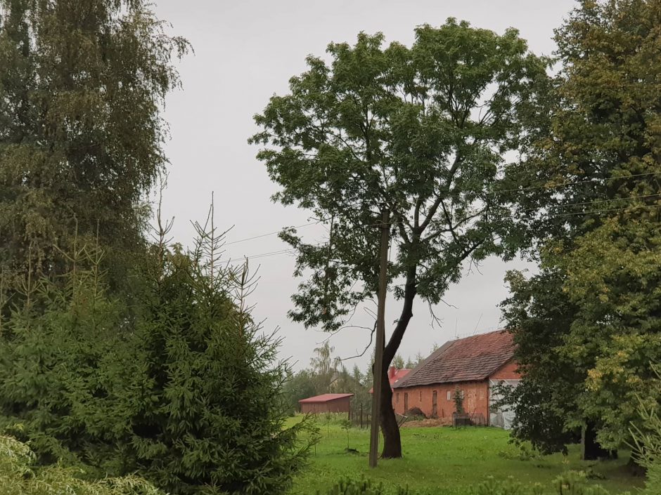 Po stichijos siautėjimo elektros dar neturi apie 2 tūkst. vartotojų