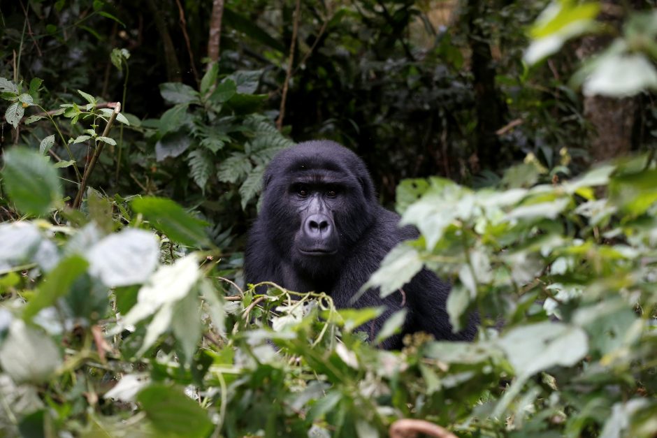 Gorilų daugiau nei manyta, bet joms vis tiek gresia pavojus