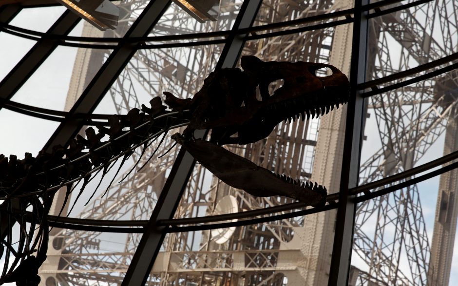 Paryžiuje parduotas itin retas dinozauro skeletas