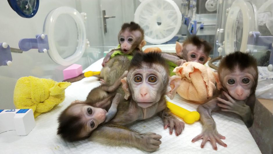 Klonuotos beždžionės pakeistais genais. Tai padės žmonėms?