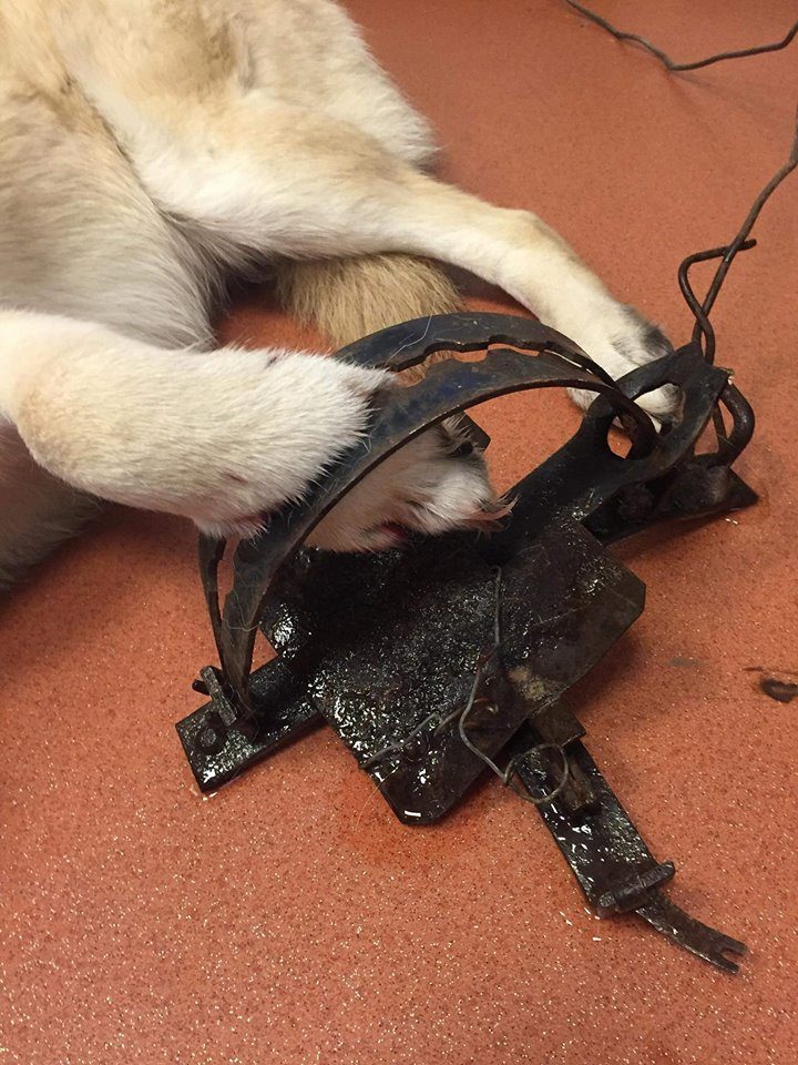 Aleksotiškiai pakraupę: į ant šaligatvio paliktus didžiulius spąstus įkliuvo šuo