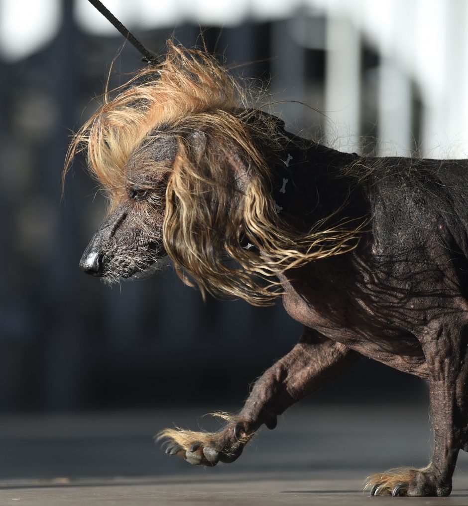 Išrinktas 2018-ųjų bjauriausias pasaulio šuo