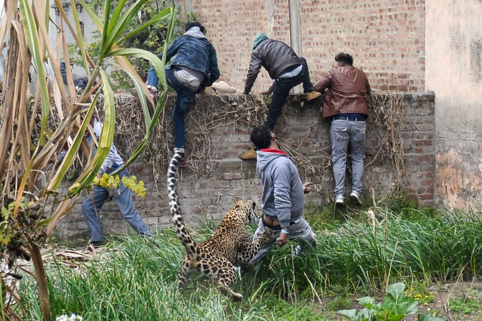 Kilo panika dėl leopardo: gatvėmis klaidžiojantis gyvūnas puldinėjo miestiečius