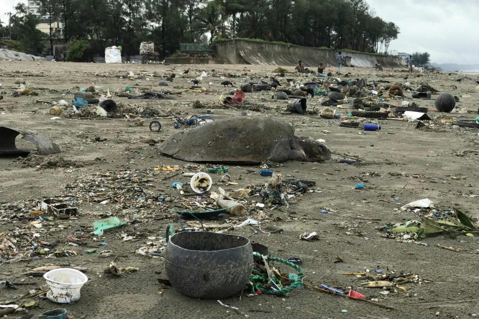 Paplūdimyje išgelbėta 160 į plastiko atliekas įsipainiojusių jūrinių vėžlių