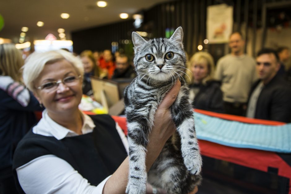 Vilniuje – kačių paroda